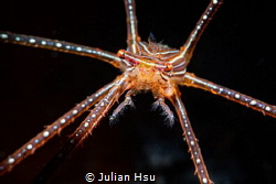 Spider squat lobster by Julian Hsu 